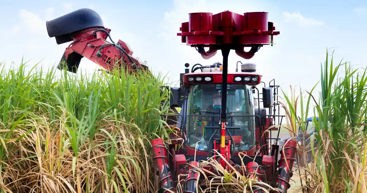 Regulatory Changes Threaten Small-Scale Sugar Producers, Distorting Market Dynamics